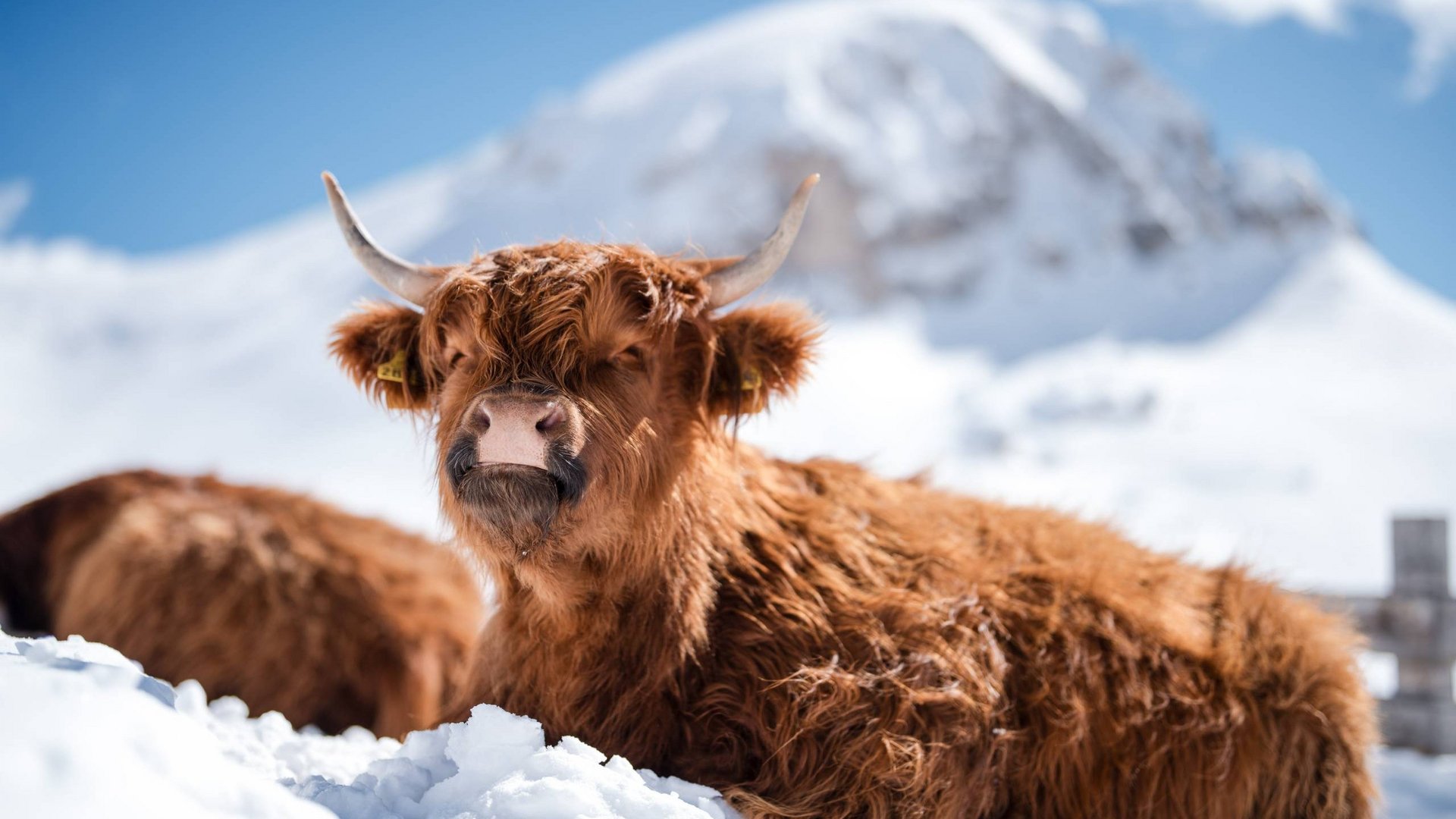 Our yak farm in Trentino